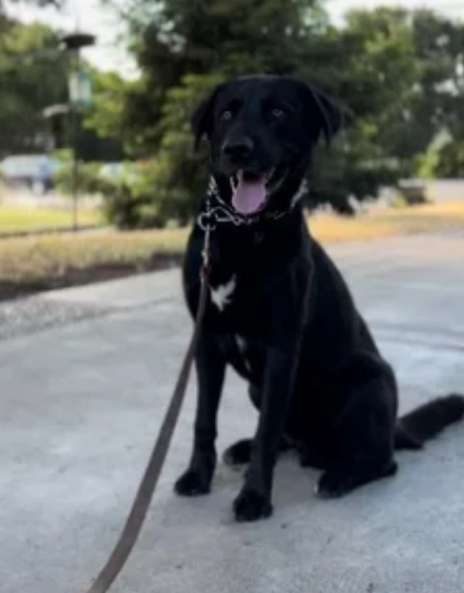 A happy Diamond Dogs graduate